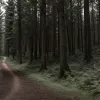 У Вітмаршені джоггерка уникла зустрічі з ексгібіціоністом у лісі