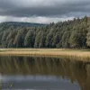 У Німеччині оголосили сірих гусей "лихом" і дозволили відстріл 6000 особин на озері Дюммер