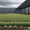 У Росії дефіцит картоплі: ціни злетіли, Лукашенко не може допомогти