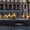 Рятувальна операція в Німеччині: Пожежники витягли каченят з каналізації