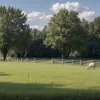 У Німеччині з ферми викрали козу та ягня: злодії подолали електричний паркан