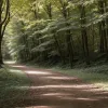 У Німеччині поні злякався велосипедиста: 13-річна дівчинка постраждала в лісі