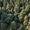 У Фрайбурзі парапланерист застряг на 20-метровій висоті в кроні дерева: деталі порятунку