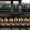 У Гамбурзі родина качок зупинила рух поїздів S-Bahn