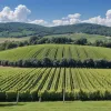 Як зараз виглядає «Блаженство» – легендарні шпалери робочого столу Windows XP