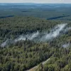Лісові пожежі на Таунусі: два осередки, поліція підозрює підпал