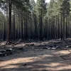 У Німеччині затримали підлітків, підозрюваних у понад 20 лісових підпалах