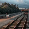 Лебідь на коліях: пасажир ризикнув життям, намагаючись допомогти, але ситуацію врятував професіонал