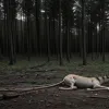 У лісі під Білефельдом знайшли вбитого віслюка: поліція веде розслідування