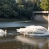 У Німеччині митники врятували пораненого лебедя на річці Рейн