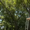 Порятунок собаки на висоті 10 метрів: незвичайна історія зі США
