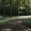 На Німеччині під Геттінгеном у лісі знайшли тіло жінки: поліція проводить розслідування