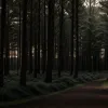 Чоловік врятувався від озброєних ножем грабіжників у лісі поблизу Дортмунда
