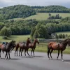 У німецькому Штольберзі коні, що втекли, заблокували рух на вулиці