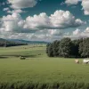 У німецькому Хельмсдорфі з пасовища викрали ягня