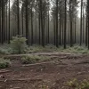 У німецькому Ульмі поліція знешкодила стару гранату, знайдену в лісі