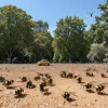 У США дворічний хлопчик у критичному стані після нападу ос: понад 150 укусів спричинили відмову органів