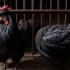 У Німеччині розслідують "курячий кримінал": зник рідкісний півень за 4000 євро