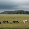 Німеччина сперечається про регулювання популяції вовків: землі мають різні погляди на оцінку та відстріл