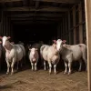 Біоланд під прицілом: Шокуючі кадри та звинувачення у стражданнях тварин
