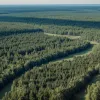 Мер Берліна Кай Веґнер скасував плани будівництва вітряних турбін у Груневальді