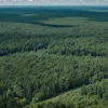 Берлін планує вирубати частину унікального лісу Груневальд заради вітряків: екологи б'ють на сполох