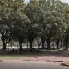 Вандали пошкодили дерева на 15 тисяч євро у німецькому Ліхтенау