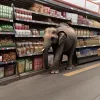 Слон зайшов до супермаркету в пошуках перекусу: Курйозний випадок