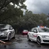 Дивовижний порятунок: у Німеччині під час шторму на автомобіль із сім'єю впало 20-метрове дерево