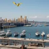 Папуга-корела атакував поліцію в Бременгафені та потрапив до притулку