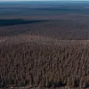 Пожежі в Бразилії знищили ліси площею як Італія: "Сумний рекорд" для Амазонії