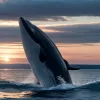 У Балтійському морі поблизу острова Гіддензее помітили горбатого кита – рідкісне явище