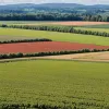Німеччина: Президент фермерів пропонує платити сезонним працівникам менше мінімальної зарплати