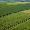 США скидають мільйони стерильних мух з літаків: нова стратегія боротьби з м'ясоїдним паразитом