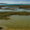 Інвазійні водорості захоплюють пляжі Іспанії: щодня прибирають до 78 тонн "агресора"