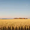 Ціни на пшеницю обвалились: чому хліб у Європі не дешевшає?