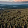 Масштабні лісові пожежі охопили Бранденбург у Німеччині: Евакуйовано село