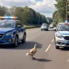 У Цвайбрюкені поліція врятувала родину гусей, яка заблукала на трасі