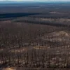Лісова пожежа у Саксонії: Репортер про наслідки — "Зараз тут лише попіл"