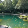 Незвичайне явище в Китаї: На відео потрапило, як тисячі риб вистрибують із водоймища