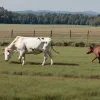 В Австрії агресивна корова напала на німецьких туристів та фермерку: троє поранених