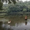 Курка застрягла у ставку: невдала спроба порятунку в Китаї потрапила на відео