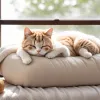 Мова котячого сну: що пози вашого улюбленця розкажуть про його настрій та здоров'я