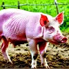 Африканська чума свиней: загроза для світового свинарства