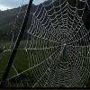 Вчені знайшли найбільшу у світі павутину, створену величезною спільнотою павуків