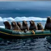 Тисячі моржів оточили човен біля острова Ратманова: Вражаюче відео