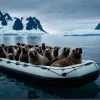 Тисячі моржів оточили човен біля острова Ратманова: Вражаюче відео природної події