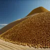 Рекордний врожай кукурудзи в Німеччині: Гігантська гора зерна забезпечить біопаливом 900 навколосвітніх подорожей