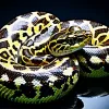 Програмування на Python